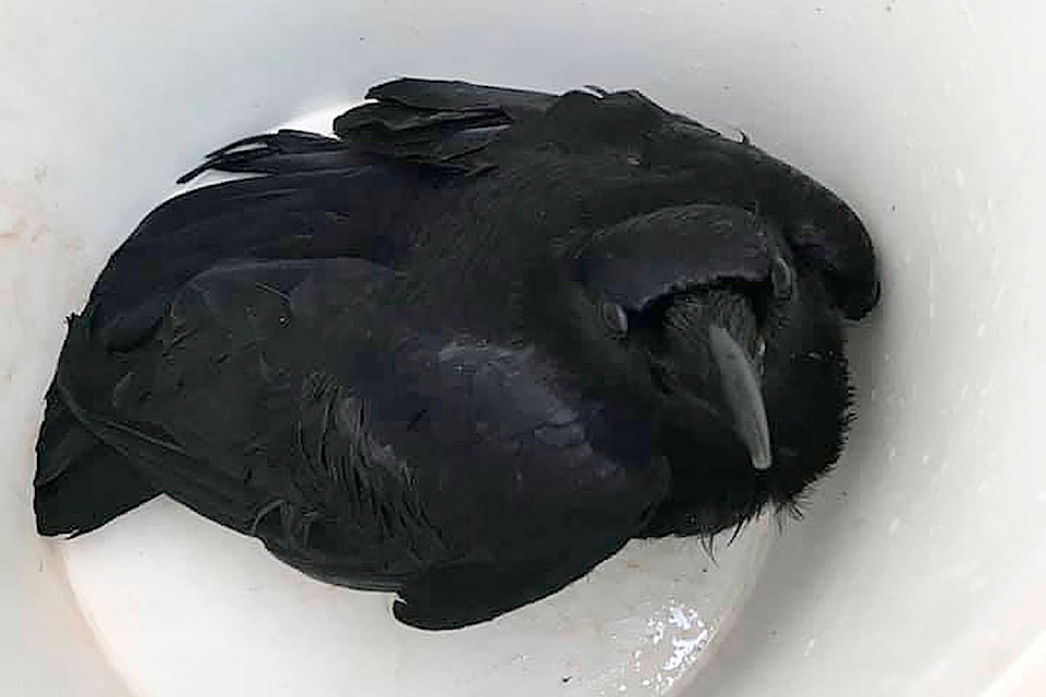 24700531_web1_210408-SUL-CrowRescue-crow_1