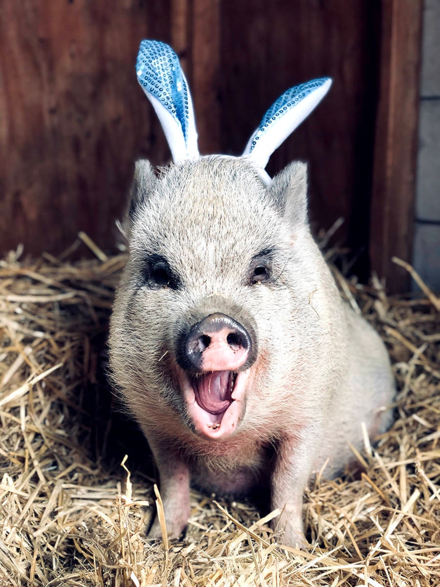 24741084_web1_210405-ALT-Easter-animals-pigs_2