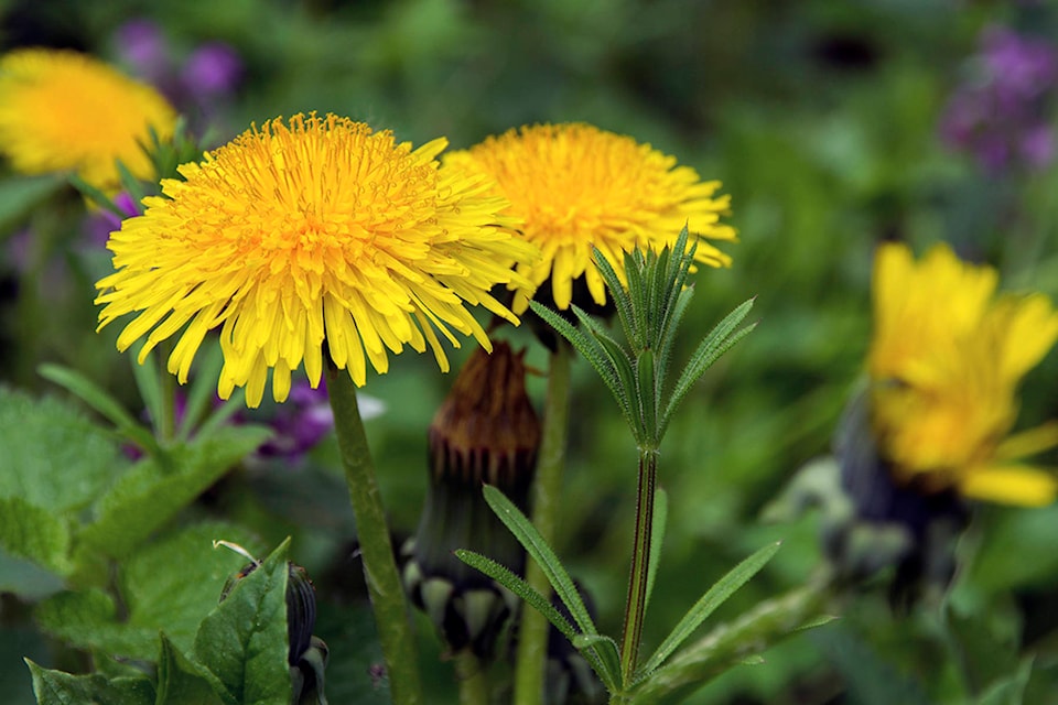 25007363_web1_Dandelion-blooms-print