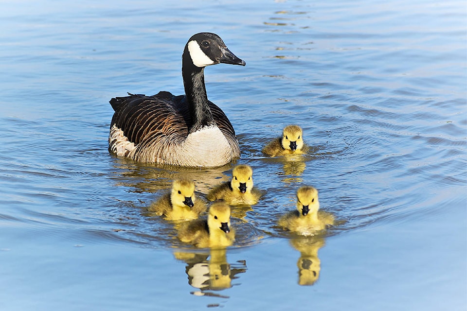 25199973_web1_210517-LAT-RH-LENSGeese-Birds_2