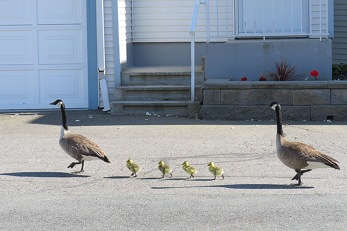 25199973_web1_210517-LAT-RH-LENSGeese-Birds_3