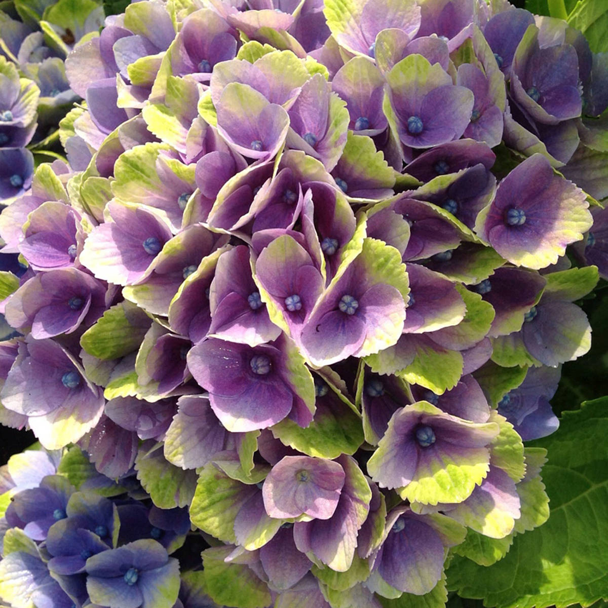 25207626_web1_210518-LAT-RH-EriksonHydrangeas-Erikson_4