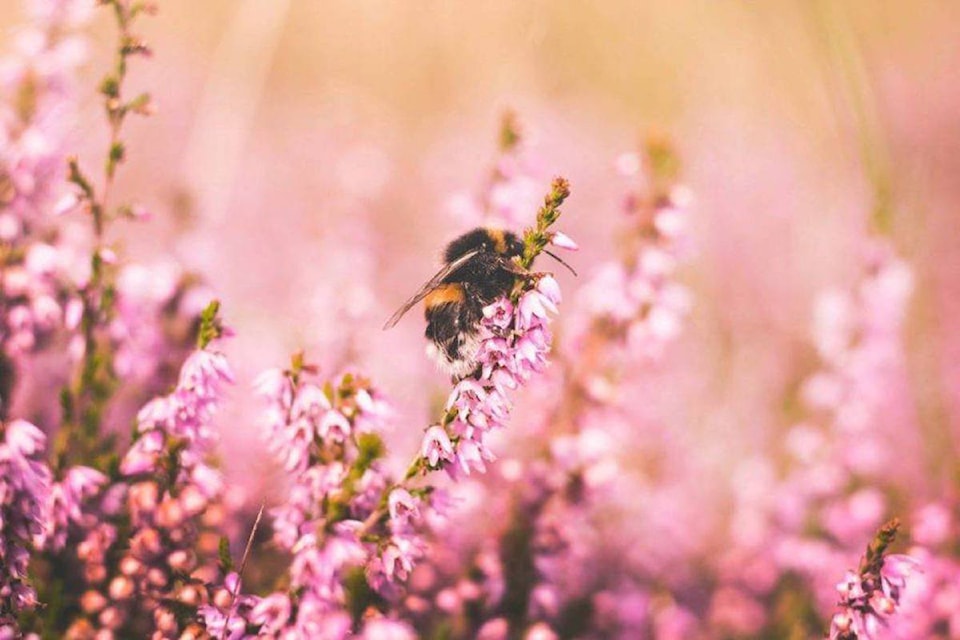 25214180_web1_210517-ALT-RU-bee-day-honey_1