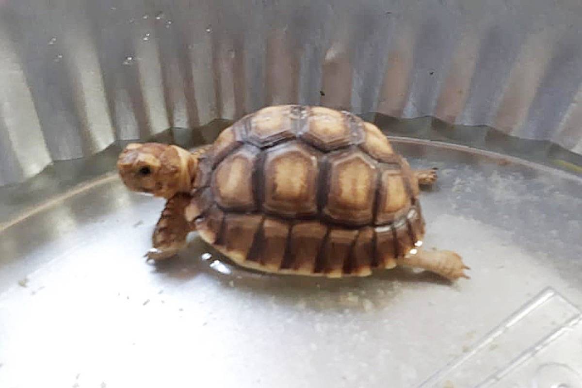 25342317_web1_210531-MRN-CF-tortoises-stolen_3