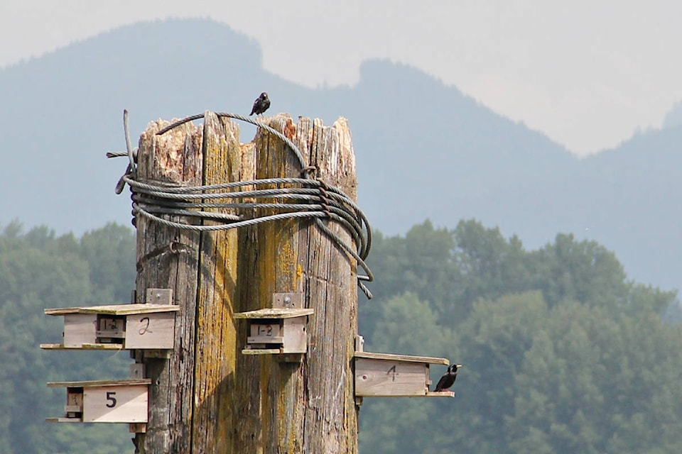 25328520_web1_210529-LAT-DF-purple-martin-boxes_1