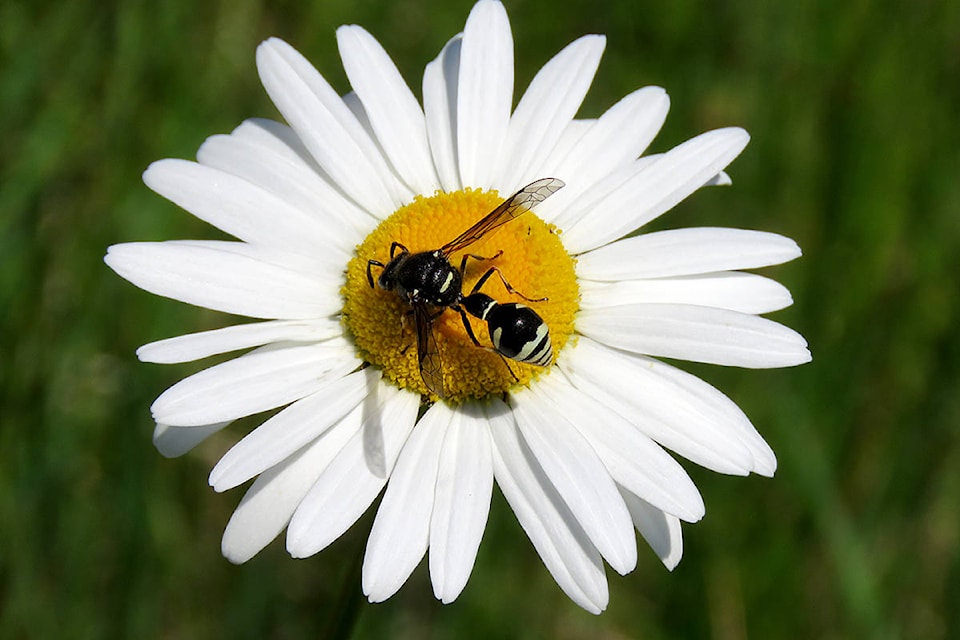 25394836_web1_210604-LAT-RH-BioBlitz-Dreves_1