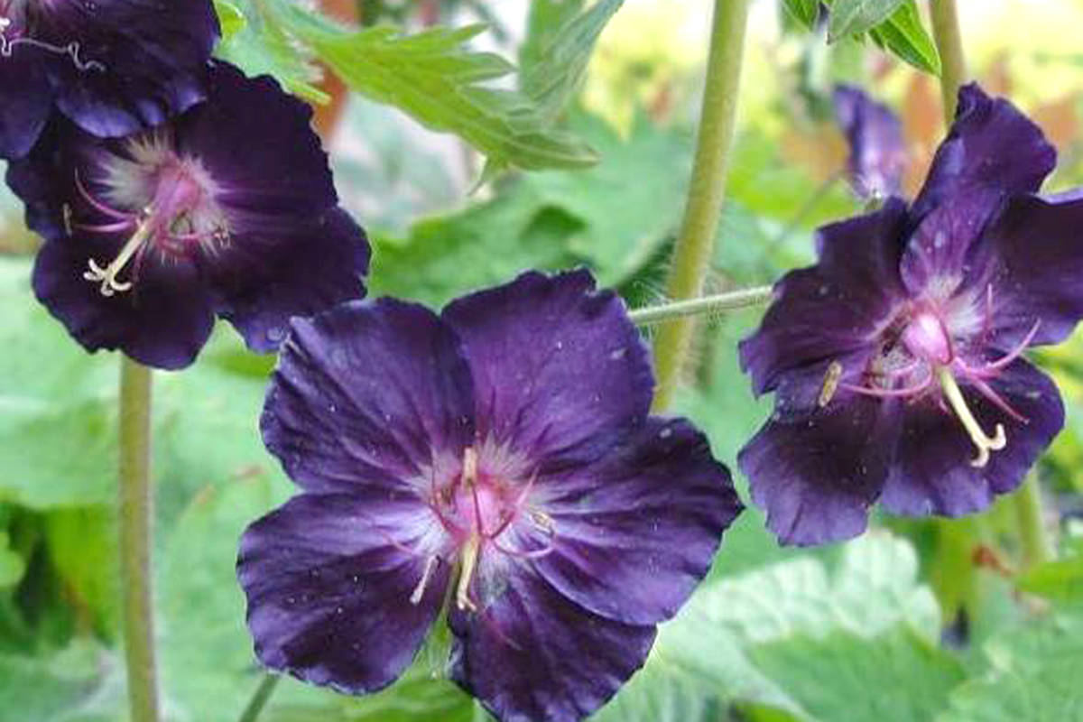 25434082_web1_210608-LAT-RH-EriksonGeraniums-Pam_3