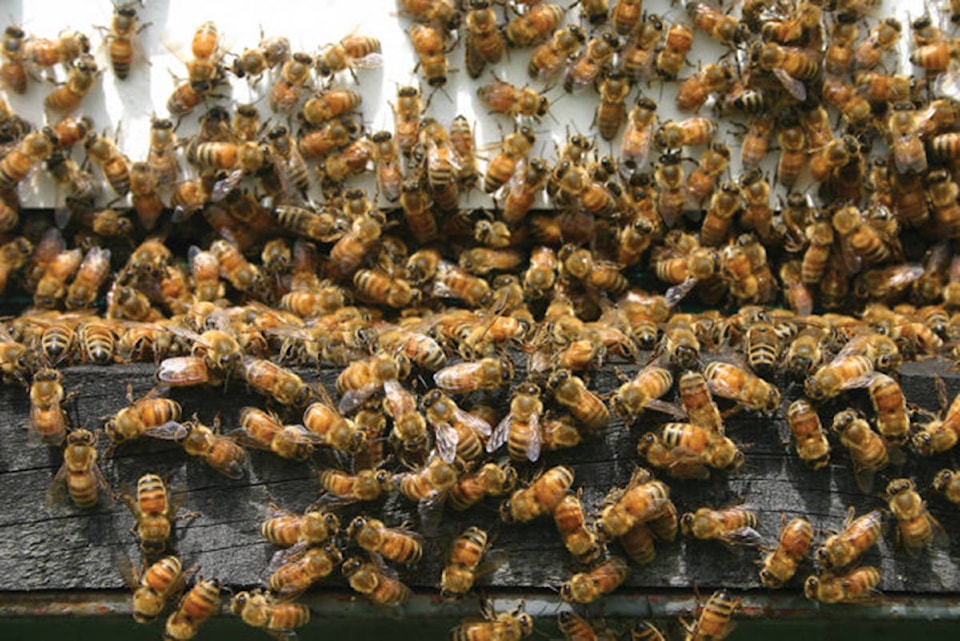 25592199_web1_210622-ALT-RU-bee-population-bees_1