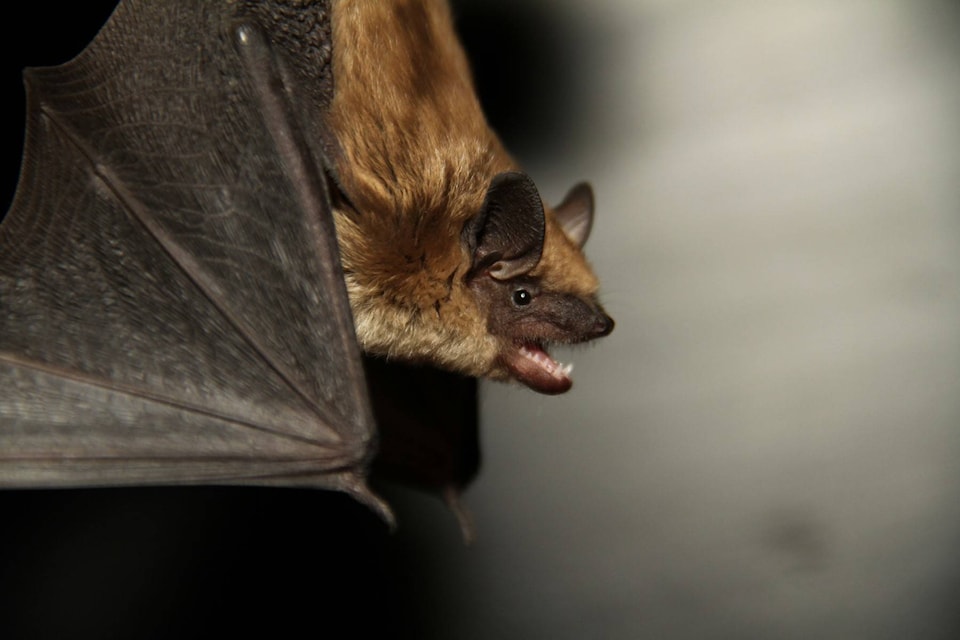 25715635_web1_Bats-Photo-2-EPFU_C_Olson