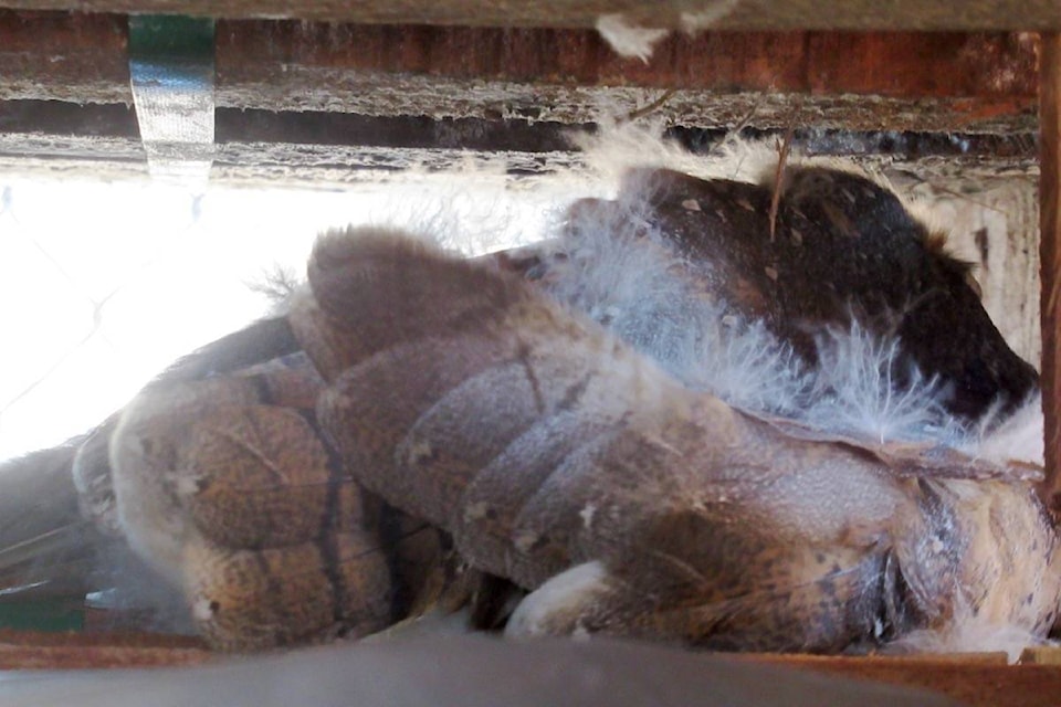 A barn owl is trapped between towers of pallets at Art Knapp in South Surrey, following a crow attack. (Contributed photo)