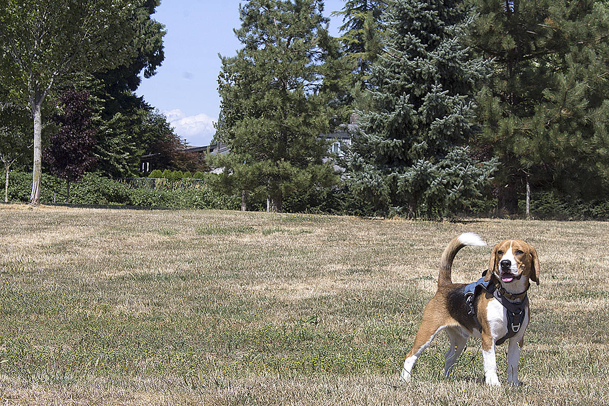 26022365_web1_210802-LAT-RH-BeagleMeetUp-Beagles_2