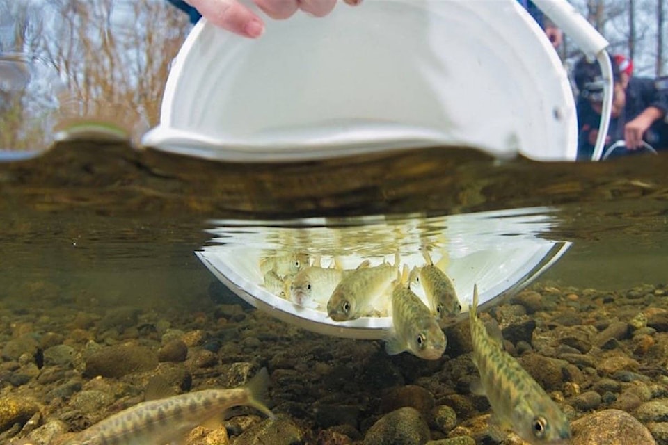 26063425_web1_20210406-BPD-fish-release-pacific-salmon-fdn