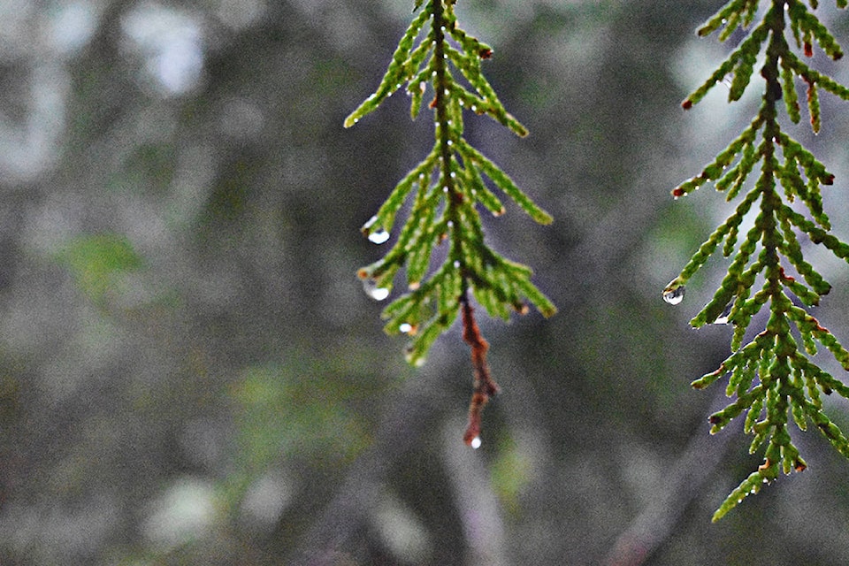 26068860_web1_210115-AHO-RainPhotos-Rain_4