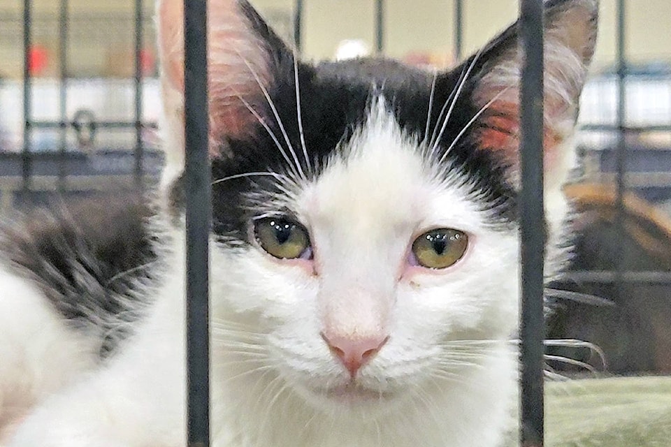 Some of the cats up for adoption at the first joint 91ԭ adoptathon run by the Canadian Animal Rescue and Extended Shelter (CARES) based in Milner and the Embrace a Discarded Animal Society at the 91ԭ Petsmart over three days ending Sunday, Aug. 8. (Dan Ferguson/91ԭ Advance Times)