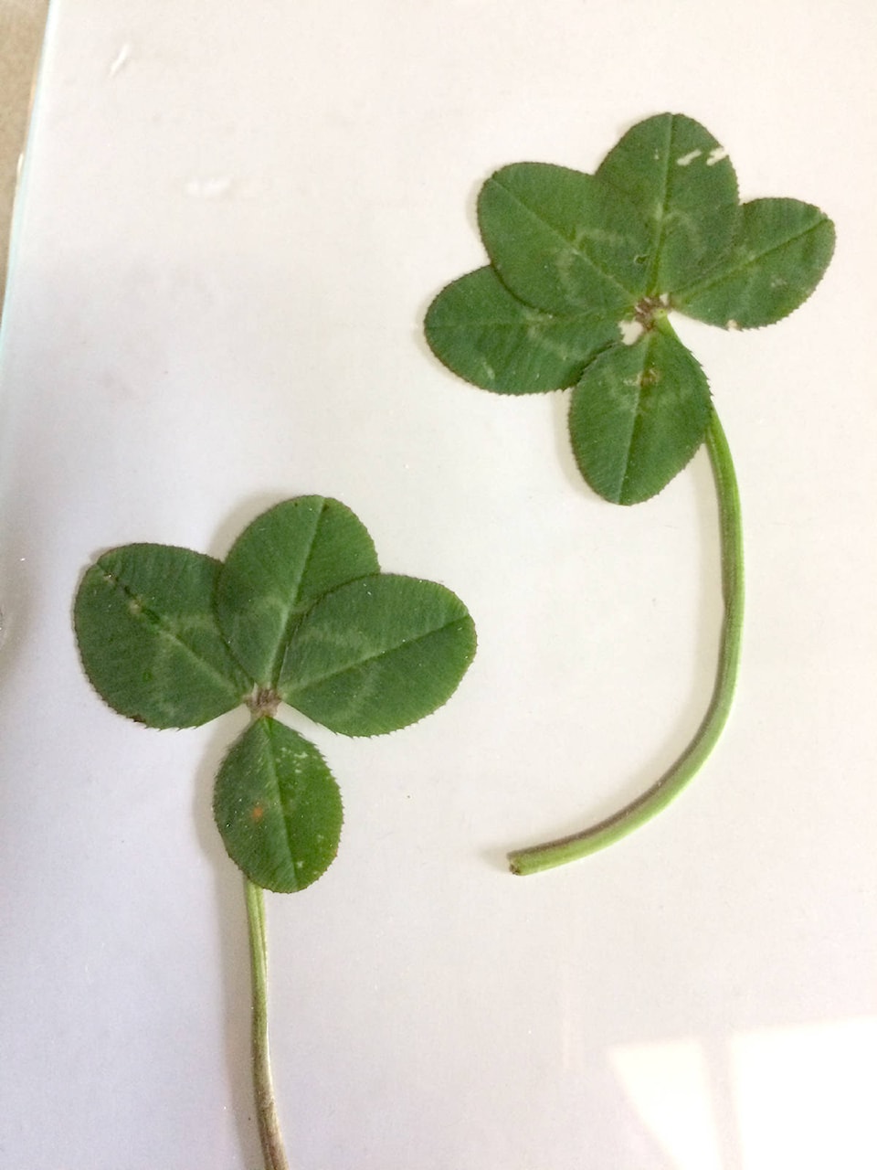 26289625_web1_210826-LAT-HC-shamrocks-._1