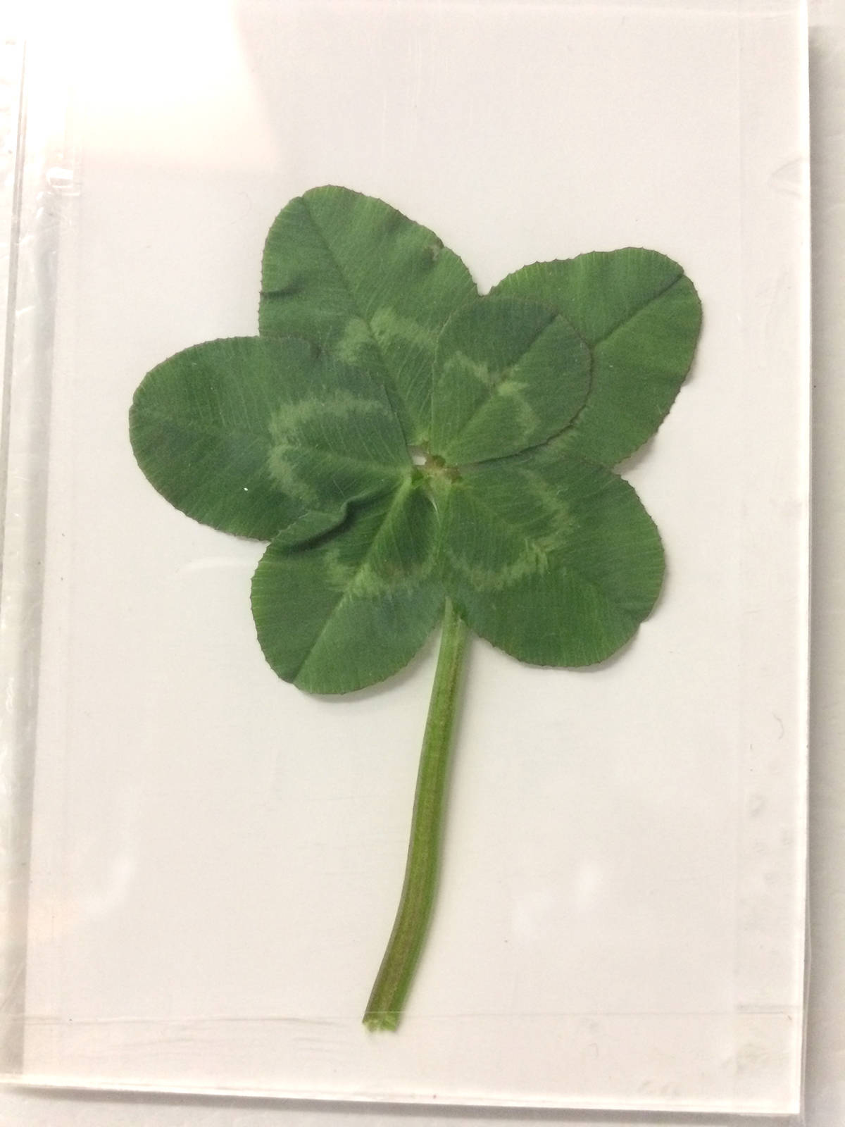 26289625_web1_210826-LAT-HC-shamrocks-._2