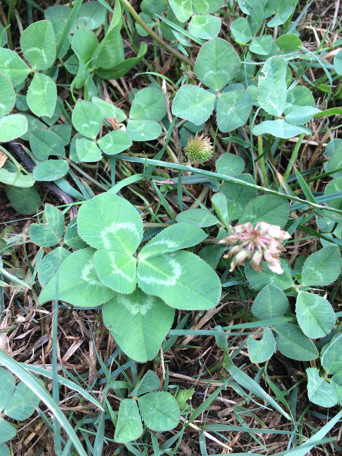 26289625_web1_210826-LAT-HC-shamrocks-._3