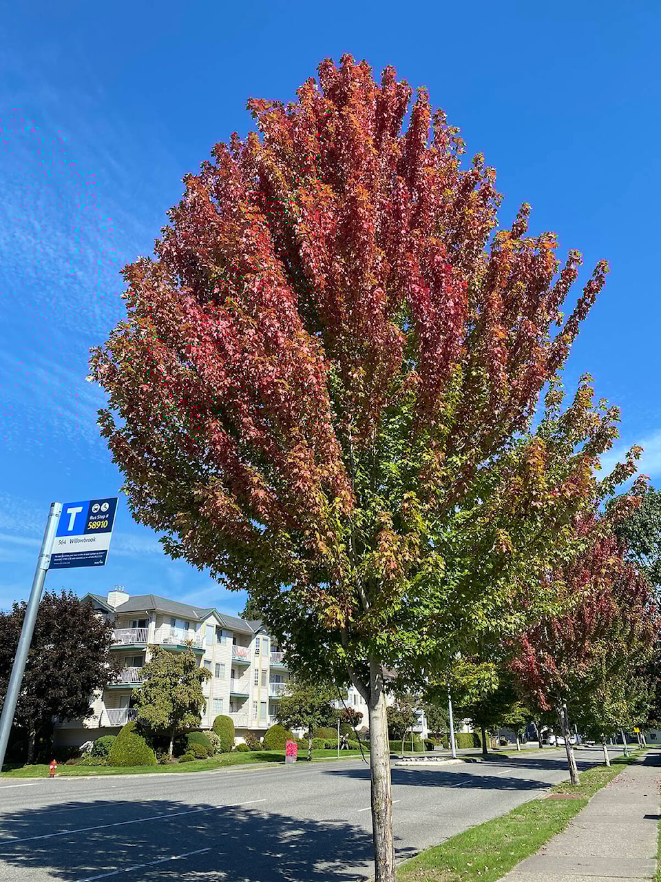 26611985_web1_210924-LAT-HC-LENSKimFallColours-._2