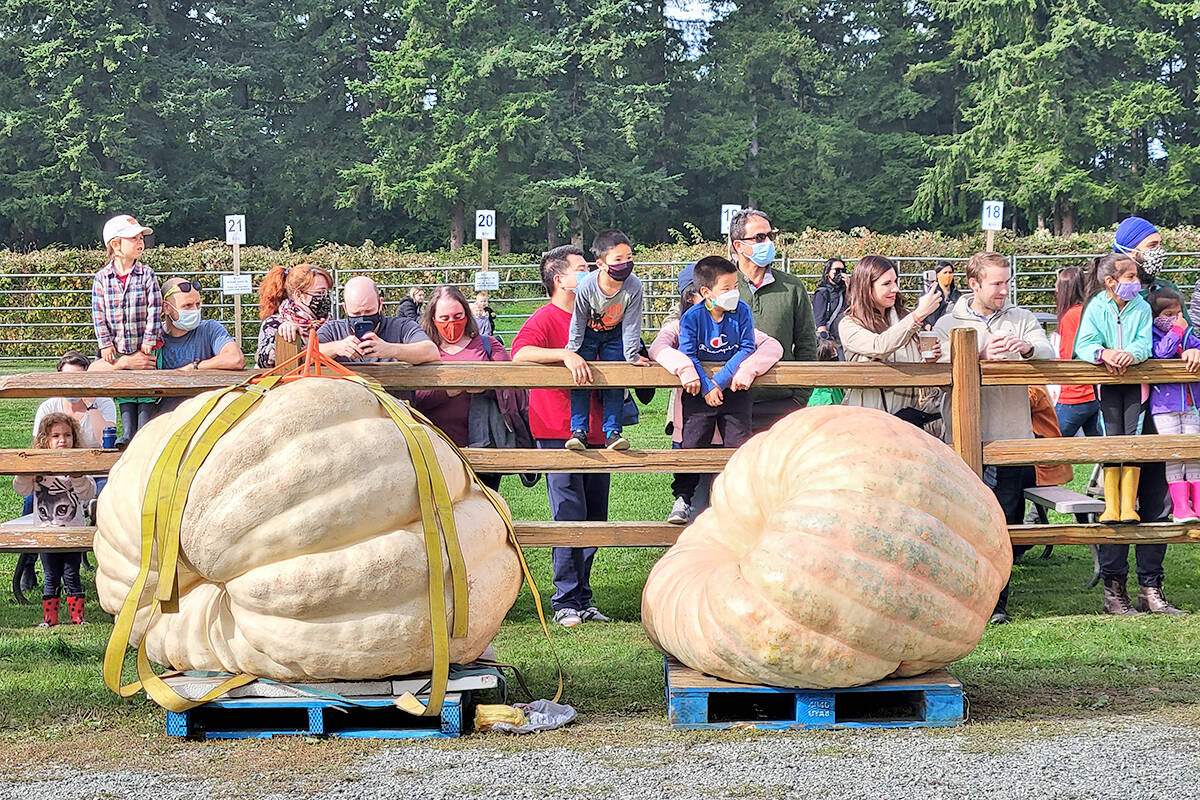 An estimated 1,000 people turned out for the annual giant pumpkin contest and weigh-in at Langleys Krause Berry Farms and Estate Winery on Saturday, Oct. 2. Two new B.C, records were set. (Dan Ferguson/Langley Advance Times)