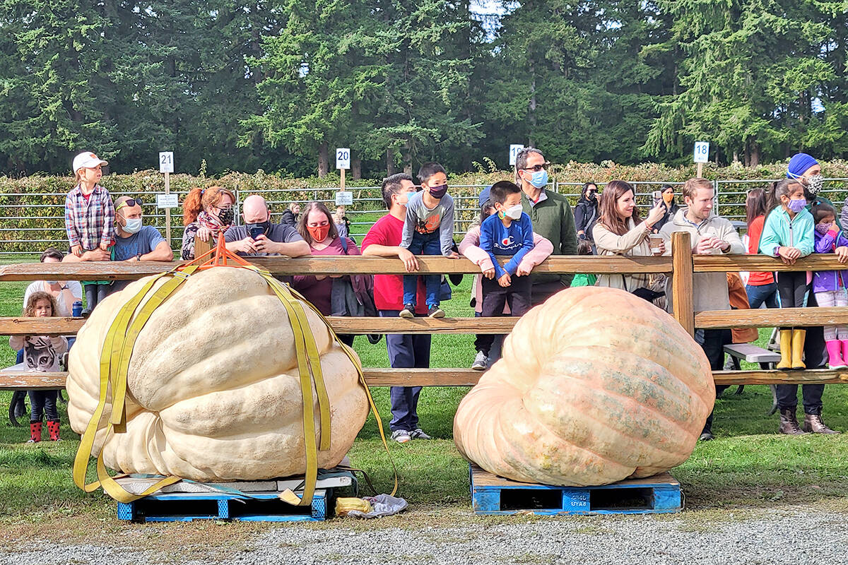 An estimated 1,000 people turned out for the annual giant pumpkin contest and weigh-in at Langleys Krause Berry Farms and Estate Winery on Saturday, Oct. 2. Two new B.C, records were set. (Dan Ferguson/Langley Advance Times)