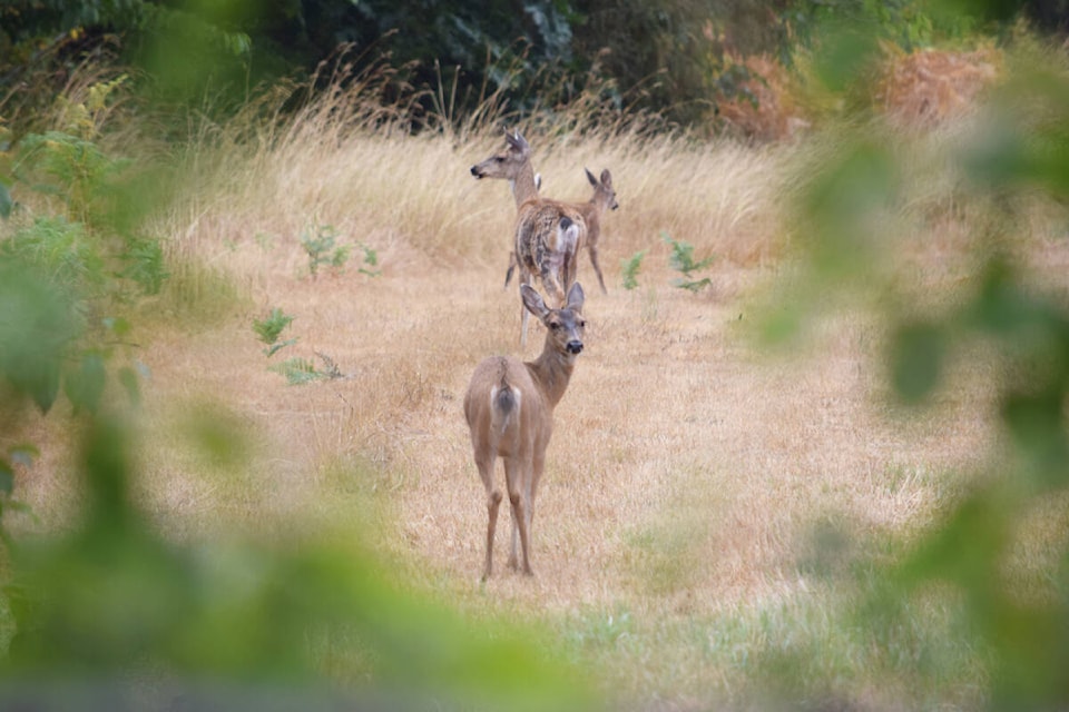 26859380_web1_211018-LAT-LENS-OlsenDeer-Diana2_1