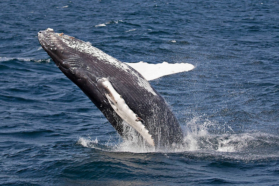 26916259_web1_211022-VNE-Record-Humpbacks-Born_1