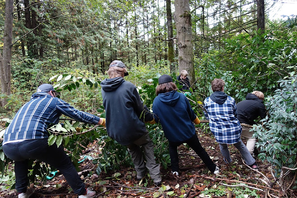 Grade 11 and 12 students from Brookswood Secondary and R.E. Mountain Secondary volunteered with the Lower Mainland Green Team on Thursday, Oct. 21, 2021 at Williams Park. (Ashton Kerr/Special to Langley Advance Times)