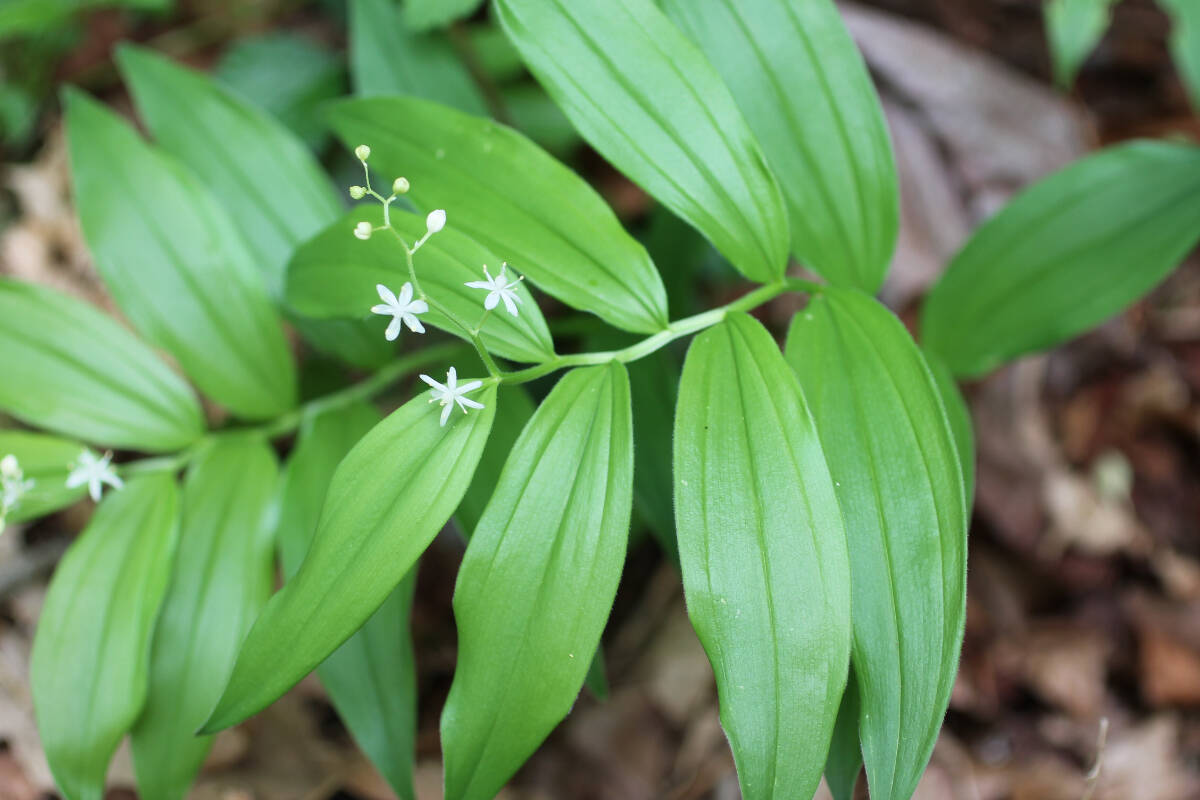 27199698_web1_211116-LAT-RH-GreenBeatColumn-lilyofthevalley_1