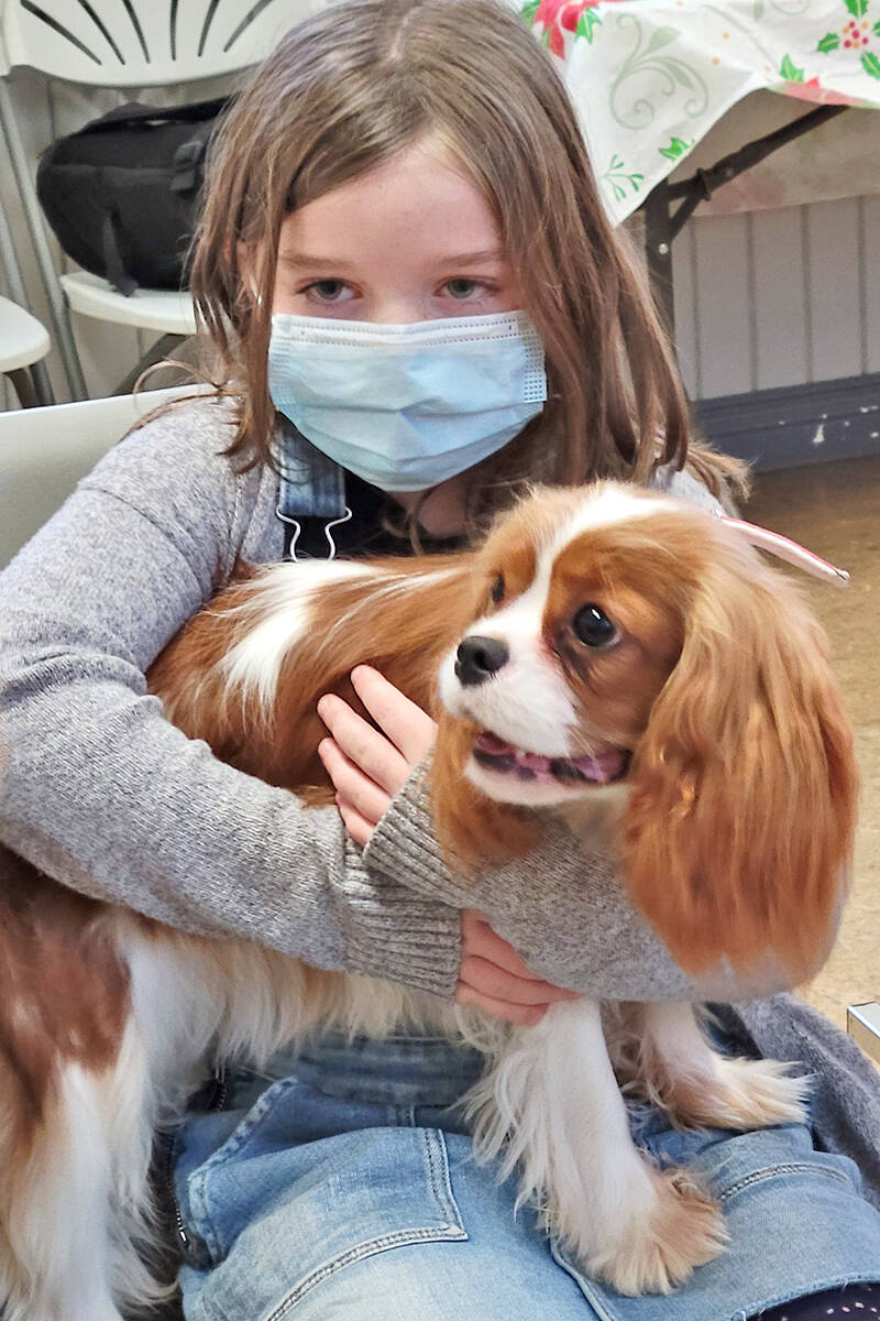At 6, Clodagh Gannon from Chilliwack was one of the younger attendees on Saturday, Nov. 27, when the Cavalier King Charles Spaniel Club of B.C. held its annual Christmas get-together at Harmsworth Hall in 91原创. (Dan Ferguson/91原创 Advance Times)