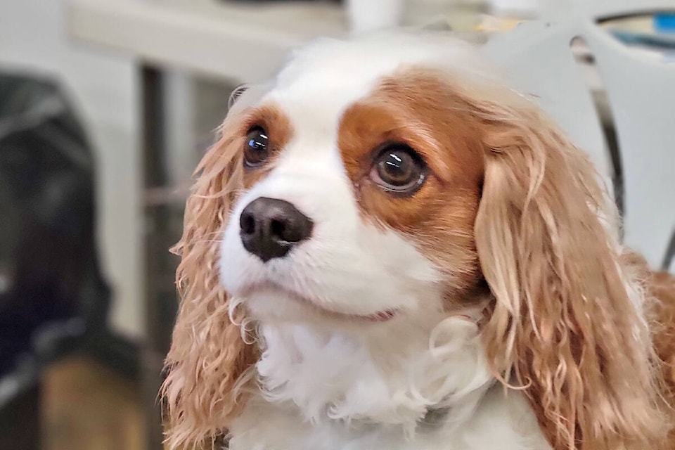 Aldergrove’s Tallyho appeared in two Hallmark movies, “Unleashing Mr. Darcy” and “Marrying Mr. Darcy.” On Saturday, Nov. 27, the Cavalier King Charles Spaniel Club of B.C. held it’s annual Christmas get-together at Harmsworth Hall in Langley. (Dan Ferguson/Langley Advance Times)