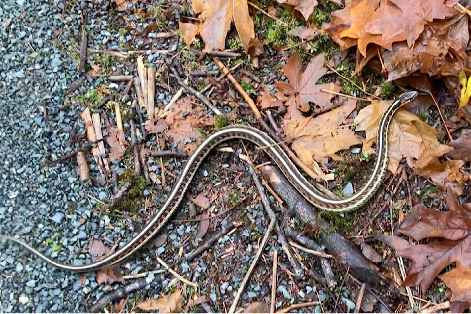 27509932_web1_211213-LAT-RH-LENSBrouwerSnake-Wout_1