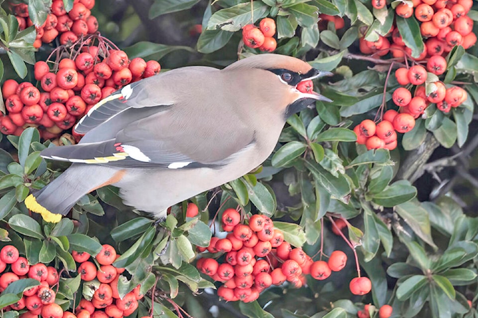 A Bohemian Waxwing feasted on berries Sunday, Jan. 2. It was one of several species tallied during the annual bird count in 91ԭ. (John Gordon/Special to 91ԭ Advance Times)