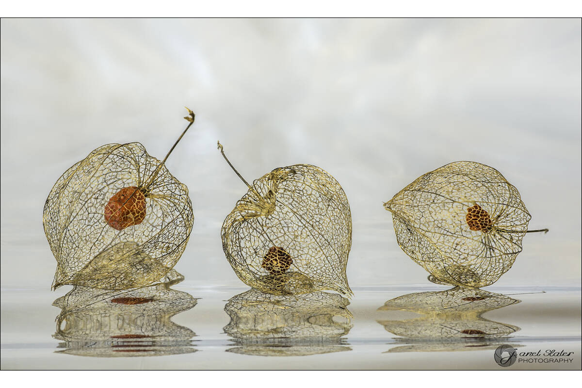 A sample of a 91原创 Camera Club member聮s work. (Janet Slater/Special to 91原创 Advance Times)
