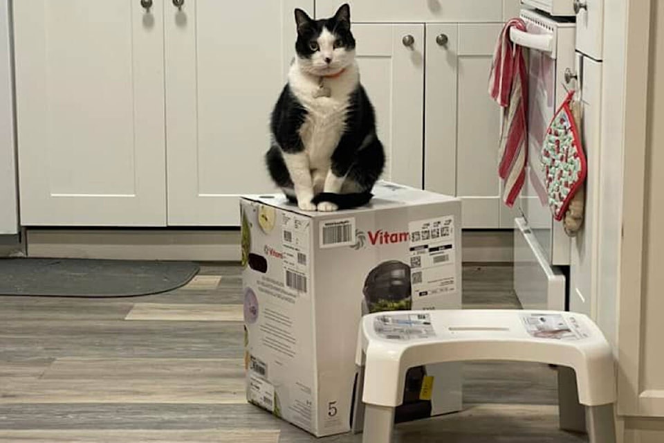 27786039_web1_vitamix-cat-saga