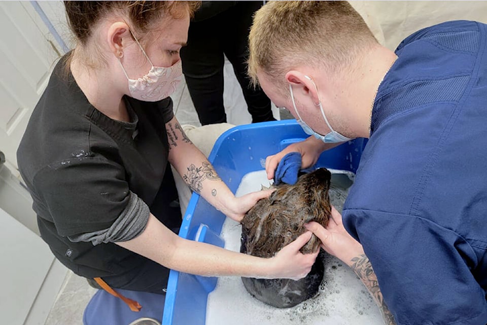 Critter Care was notified about the injured beaver at 4:45 p.m. on Feb. 9. The society dispatched a rescue team immediately and spent more than four hours on site. The beaver died on the morning of Feb. 11 as the fuel had ingested into her skin. (Special to Langley Advance Times)