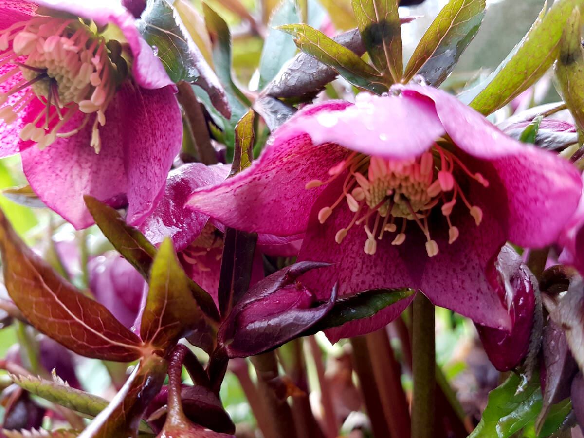 28286045_web1_220225-LAT-RH-GardenColumn-Hellebores_3