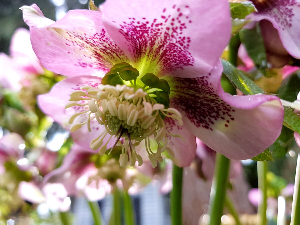 28286045_web1_220225-LAT-RH-GardenColumn-Hellebores_5