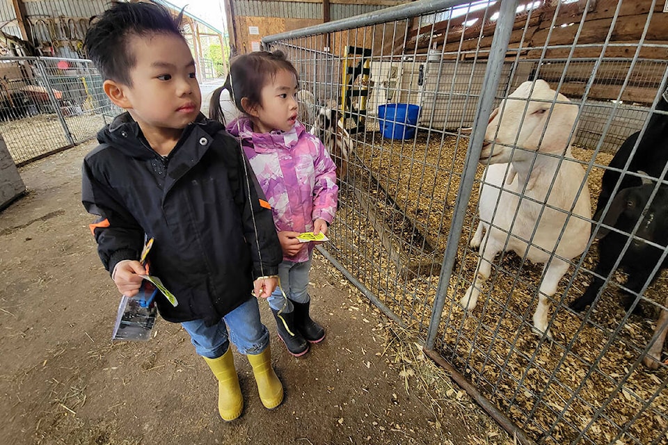 Siblings Stephen and Kendra from Walnut Grove enjoying their visit at the Aldor Acre Family Farm. (Dan Ferguson/Langley Advance Times)
