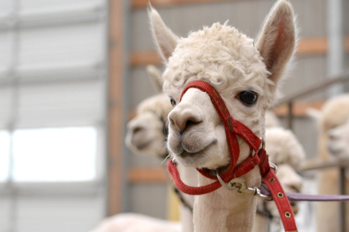 28705920_web1_220505-LAT-TA-AlpacasShearing-More_2