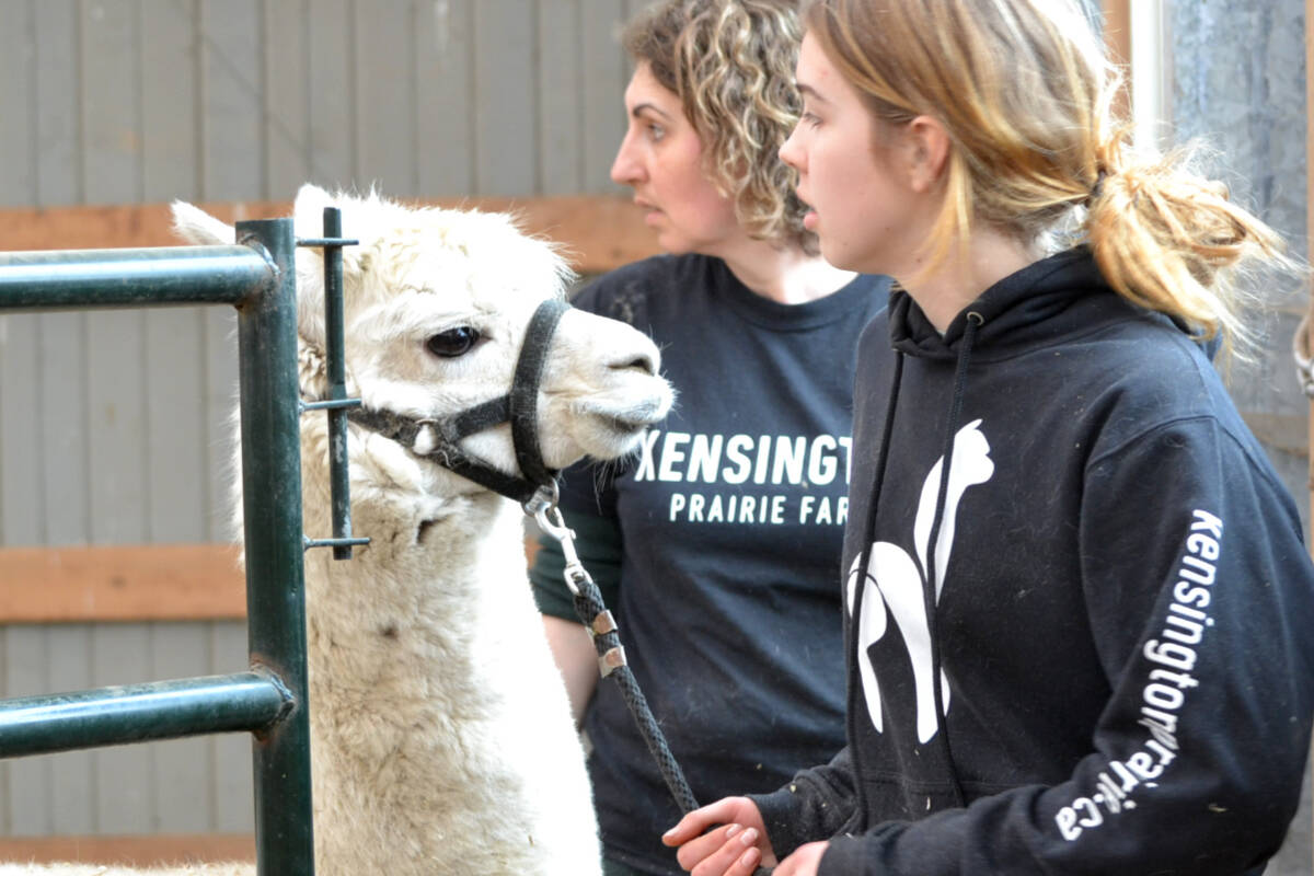 28705920_web1_220505-LAT-TA-AlpacasShearing-More_3