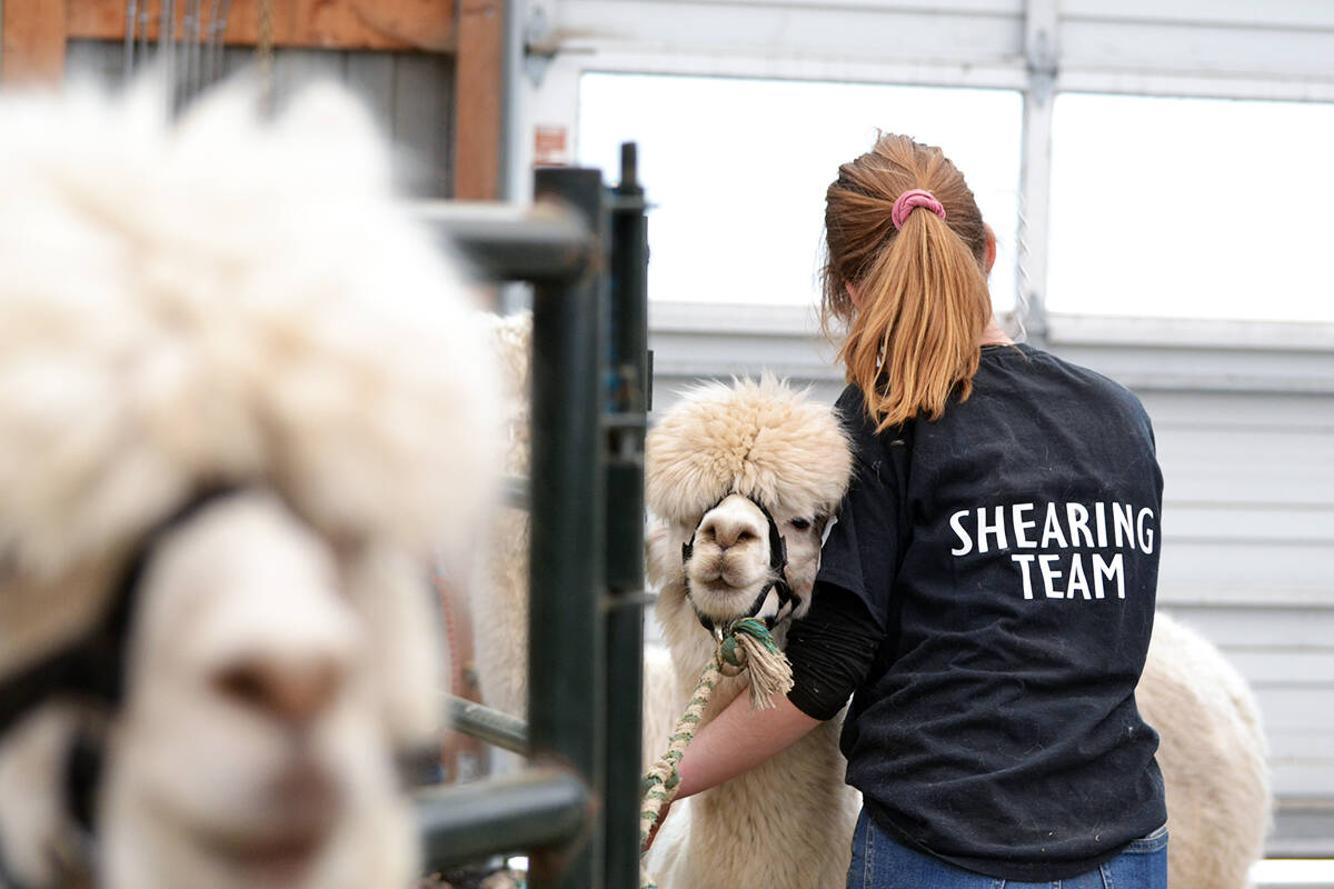 28705920_web1_220505-LAT-TA-AlpacasShearing-_5