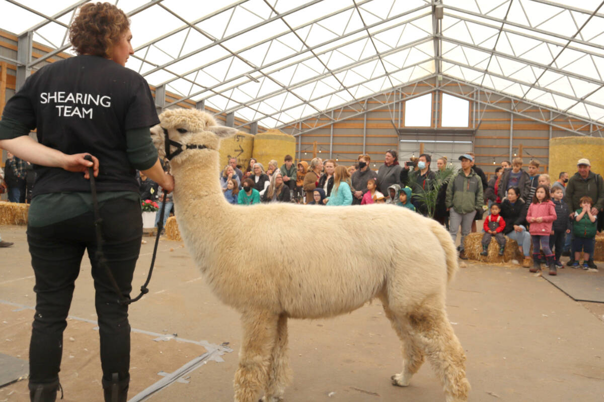 28705920_web1_220505-LAT-TA-AlpacasShearing-crowd_1