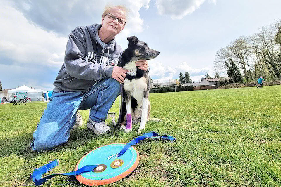 Up dog frisbee cheap