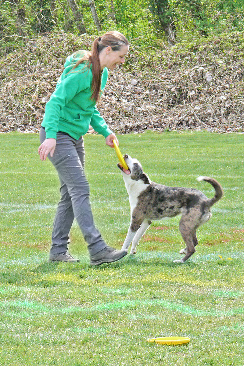 Dove Cresswell and her dog Torque, an 11-year-old Australian Koolie, at the first UpDog competition of the year, held at Telegraph Trail Park in 91原创聮s Walnut Grove neighbourhood on Saturday, April 16. (Dan Ferguson/91原创 Advance Times)