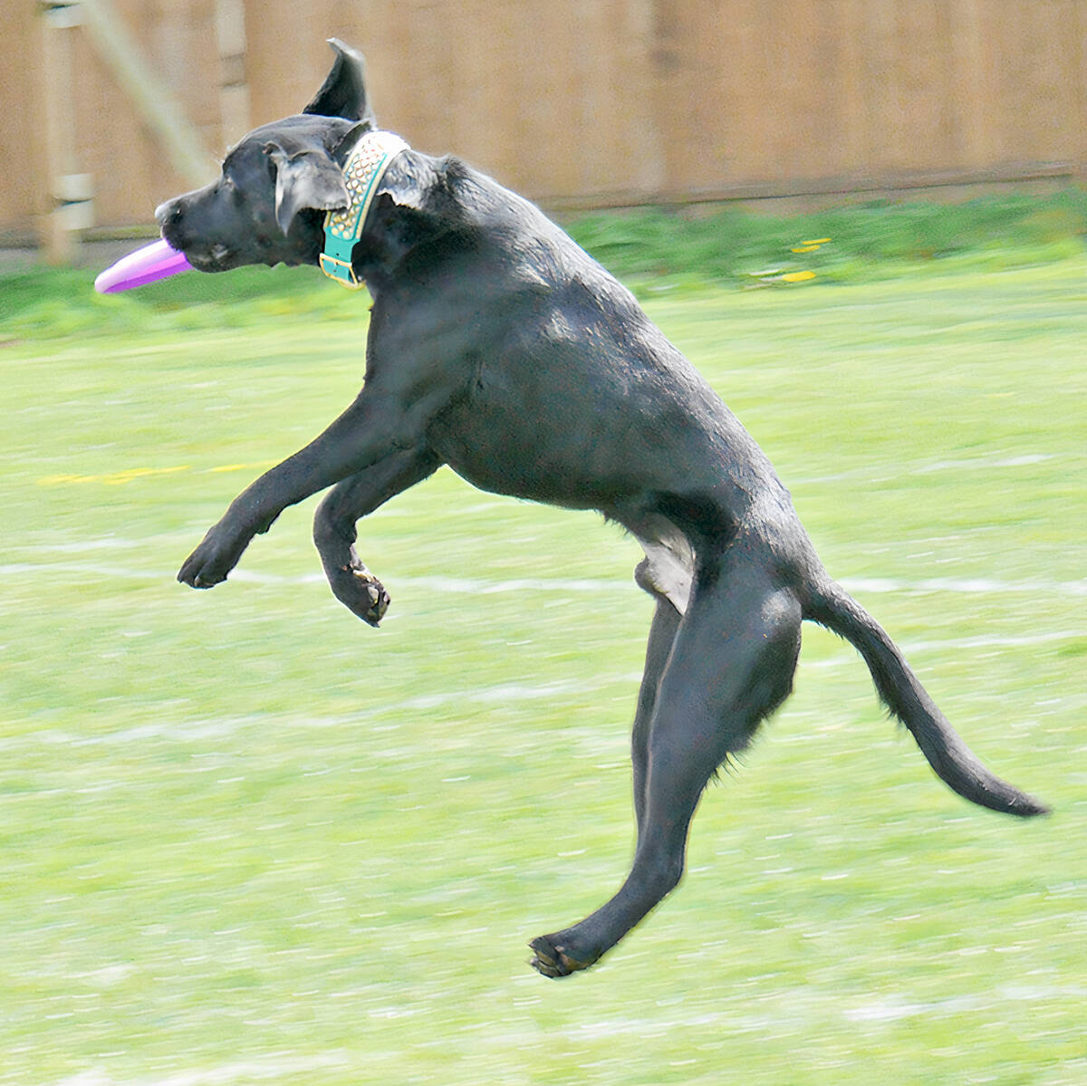 Puck makes a mid-air catch during the 聭Greedy聮 game at the at the first UpDog competition of the year, held at Telegraph Trail Park in 91原创聮s Walnut Grove neighbourhood on Saturday, April 16. (Dan Ferguson/91原创 Advance Times)