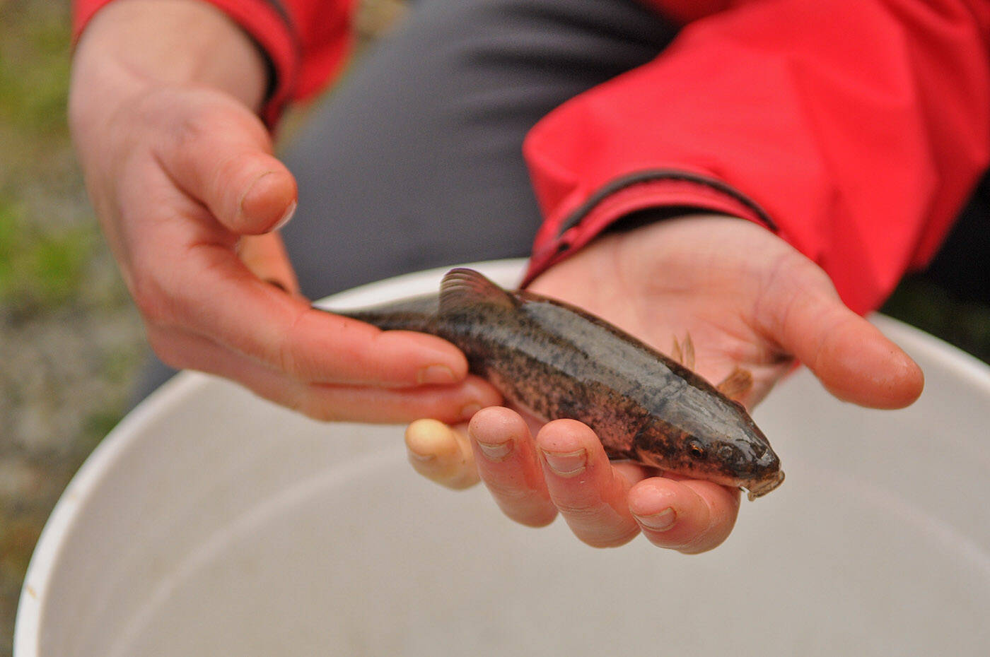 This Salish sucker was caught and then released during a tour of the Hooge Wetlands in Chilliwack on Thursday, April 21, 2022. (Jenna Hauck/ Chilliwack Progress)