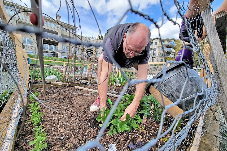 Nearby Douglas Park Community Garden, one of the newest community gardens, was open to visitors at the Earth Day celebration held Saturday, April 23, in Langley City’s Douglas Park. (Dan Ferguson/Langley Advance Times)