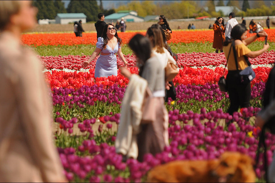 Folks take in the Chilliwack Tulip Festival on Saturday, April 23, 2022. The event runs until May 1. (Jenna Hauck/ Chilliwack Progress)