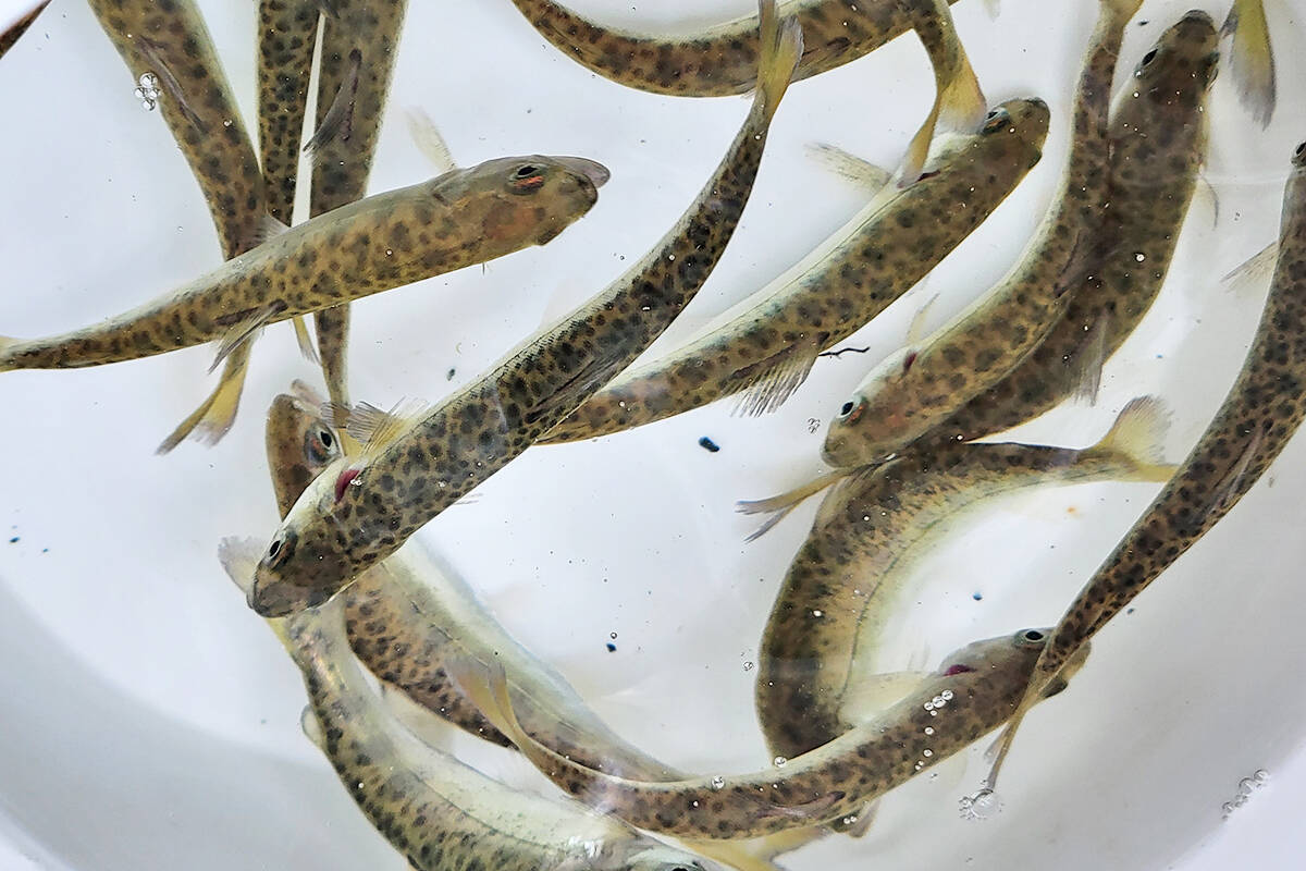 Some of the 25,000 Chinook salmon smelts released at the Nicomekl Enhancement Society open house on Saturday, April 30. (Dan Ferguson/Langley Advance Times)