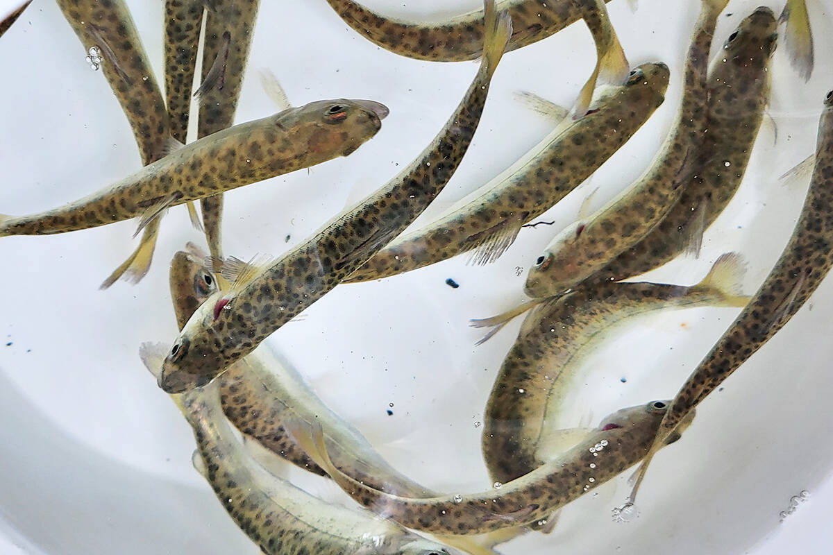 Some of the 25,000 Chinook salmon smelts released at the Nicomekl Enhancement Society open house on Saturday, April 30. (Dan Ferguson/91ԭ Advance Times)